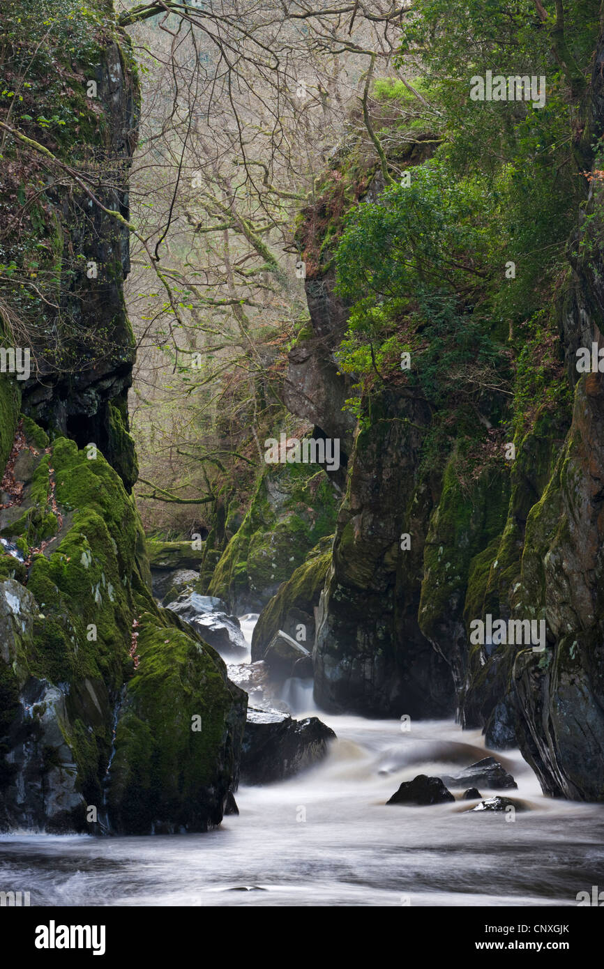 La Fairy Glen près de Betws-Y-coed, Galles. Printemps (avril) 2011. Banque D'Images