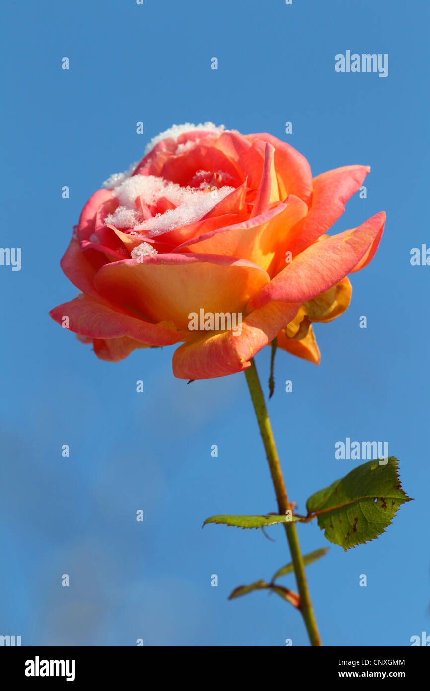 Plantes ornementales rosier (Rosa spec.), orange rose avec de la neige Banque D'Images