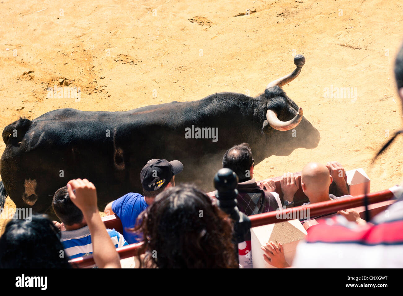 Le traditionnel Toro Embolao, courses de taureaux et corridas à Plaza de Toros de Los Barrios de Toros, le dimanche de Pâques 2012. Banque D'Images