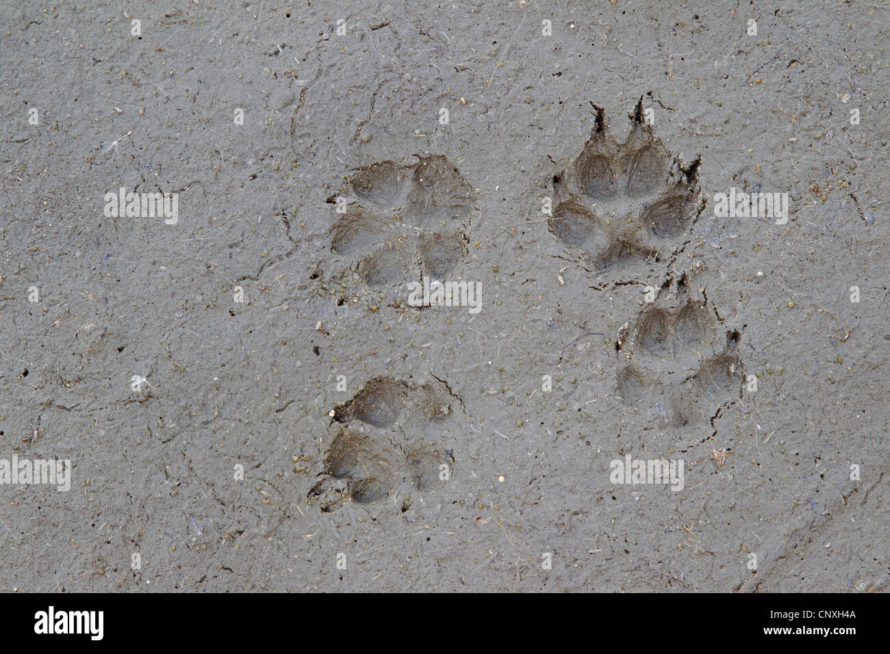 Le renard roux (Vulpes vulpes), des empreintes de pas dans la boue, l