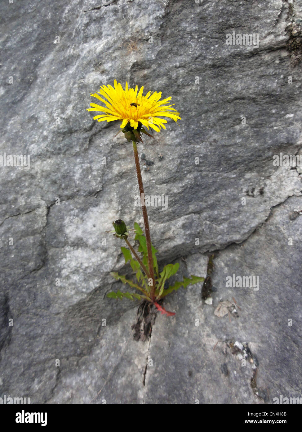 Le pissenlit officinal (Taraxacum officinale), qui fleurit dans les crevasses, Norvège, Troms Banque D'Images