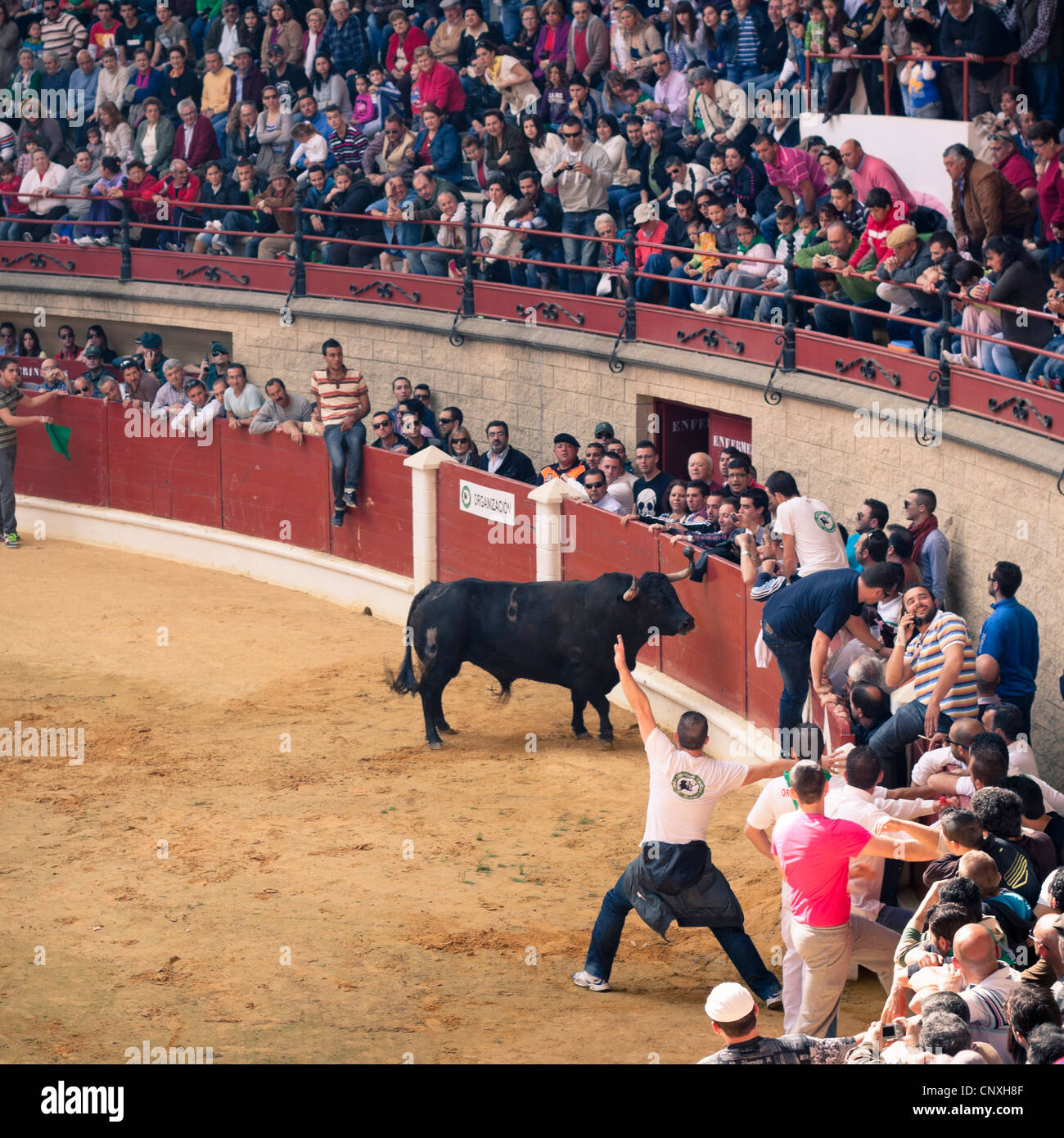 Le traditionnel Toro Embolao, courses de taureaux et corridas à Plaza de Toros de Los Barrios de Toros, le dimanche de Pâques 2012. Banque D'Images