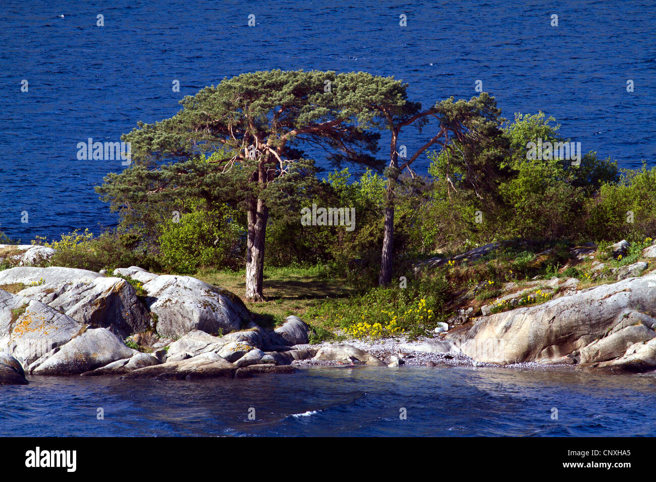 Pin sylvestre, le pin sylvestre (Pinus sylvestris), le skerry, Norvège, Buskerud, Oslofjord Banque D'Images