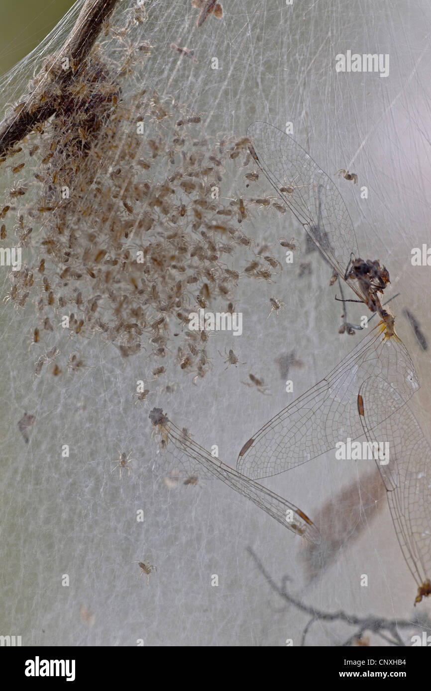 Radeau de fen, grande araignée araignée Dolomedes plantarius (raft), avec les mineurs et les proies dans le web, l'Allemagne, la Saxe, Syd Banque D'Images