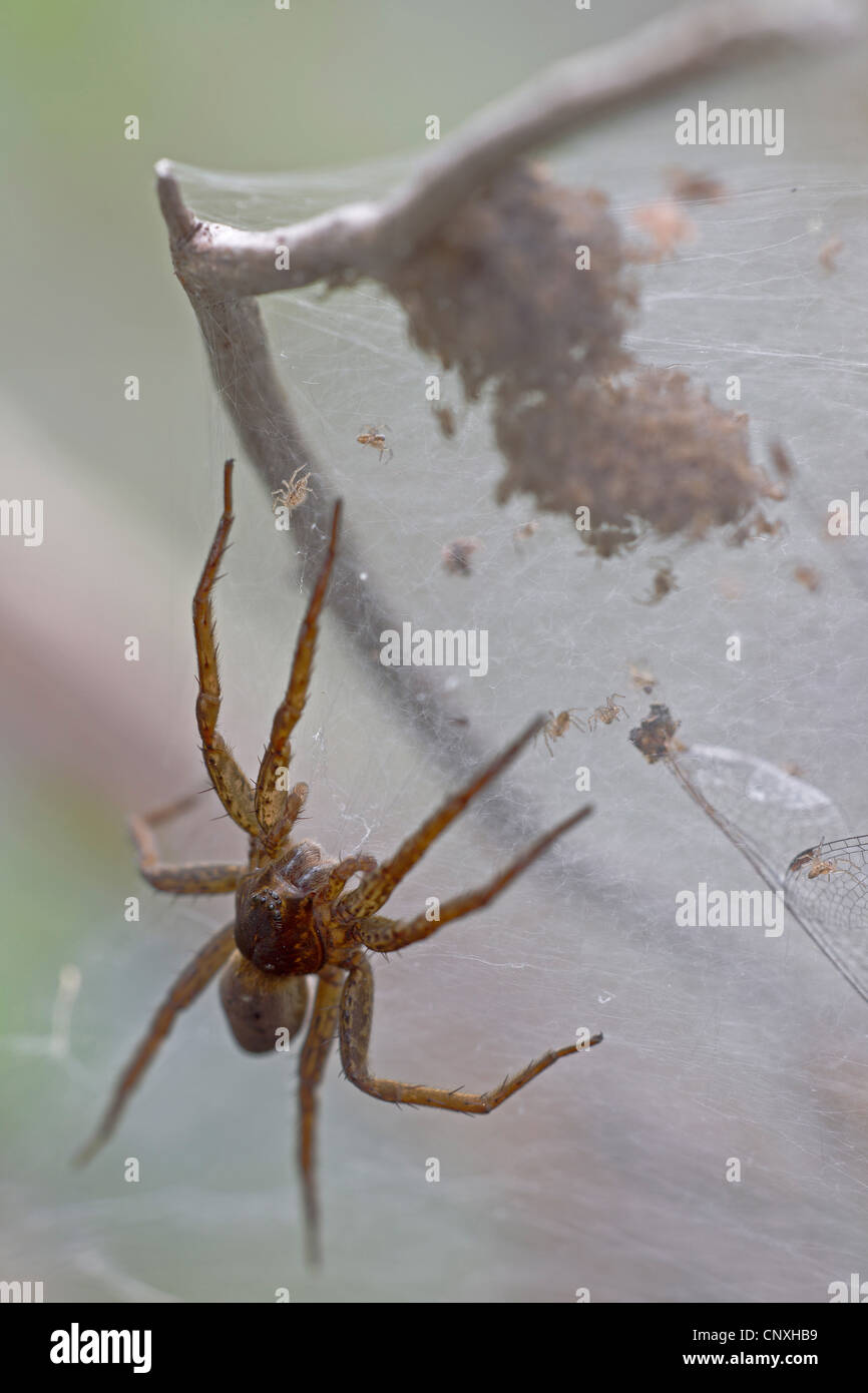 Radeau de fen, grande araignée araignée Dolomedes plantarius (raft), avec les mineurs et les proies dans le web, l'Allemagne, la Saxe, Syd Banque D'Images