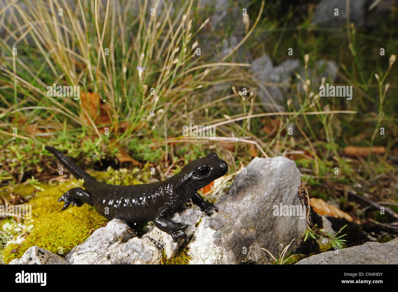 Salamandre Alpine, Alpine européenne salamandre (Salamandra atra), assis sur un rocher, le Monténégro, Prokletije Banque D'Images