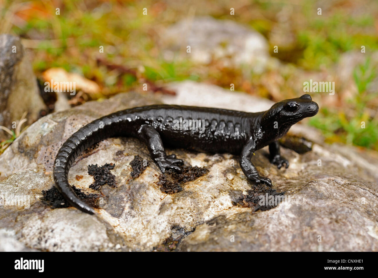 Salamandre Alpine, Alpine européenne salamandre (Salamandra atra), assis sur un rocher, le Monténégro, Prokletije Banque D'Images