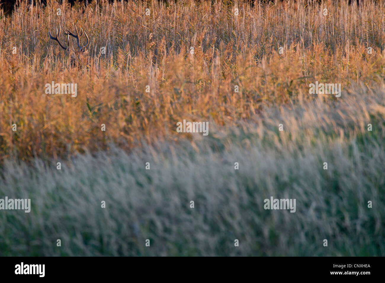 Red Deer (Cervus elaphus), reed, hiden stag en Allemagne, Saxe, Bavière Banque D'Images