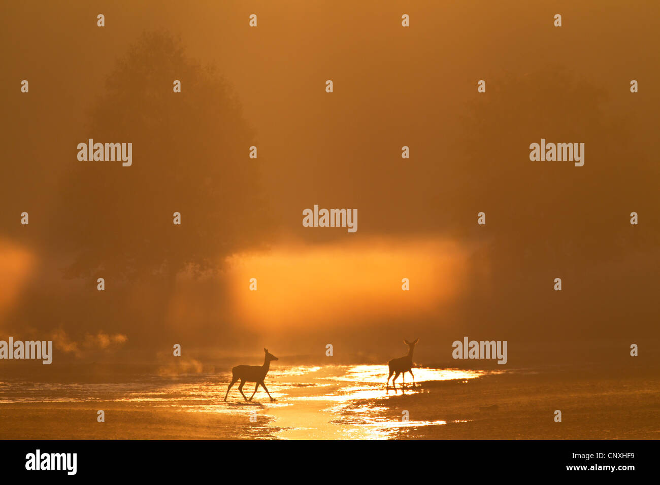Red Deer (Cervus elaphus), biches traversant un ruisseau en début de matinée de brume, de l'Allemagne, la Saxe, Syd Banque D'Images