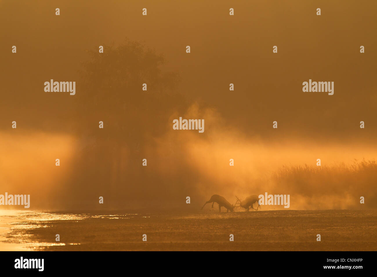 Red Deer (Cervus elaphus), deux combats harts en début de matinée de brume, de l'Allemagne, la Saxe, Syd Banque D'Images