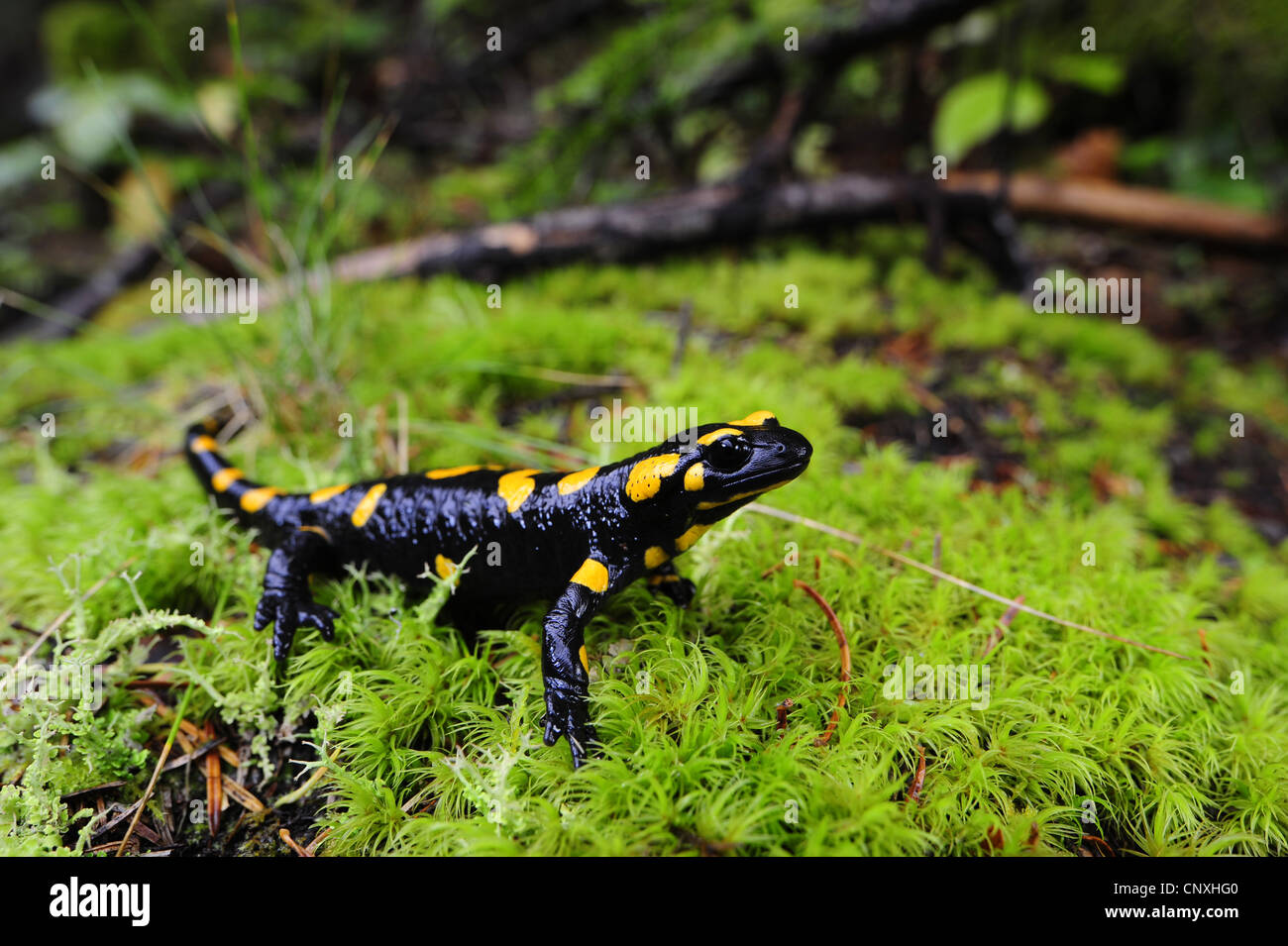 Salamandre terrestre européen (Salamandra salamandra), assis dans la mousse, Monténégro, Prokletije Banque D'Images