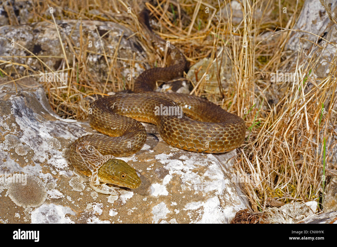 Snake (Natrix tessellata dés), de l'écorcher personne, le Monténégro, le lac Skutari Banque D'Images