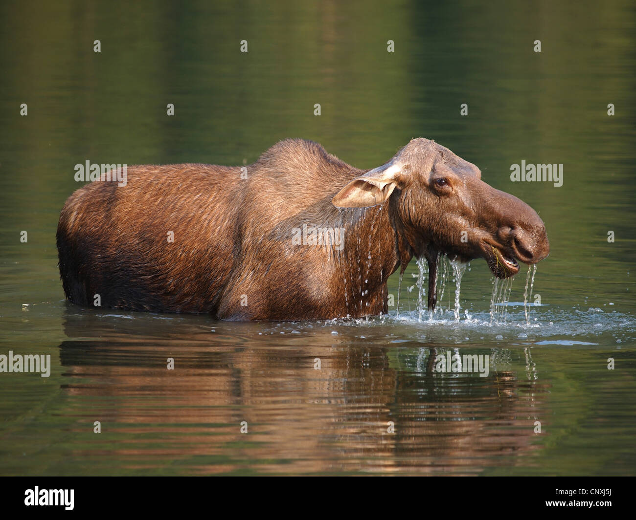 L'orignal canadien, nord-ouest de l'orignal, dans l'ouest de l'orignal (Alces alces andersoni, alces andersoni), femme dans un lac, Canada, Waterton Lakes National Park Banque D'Images