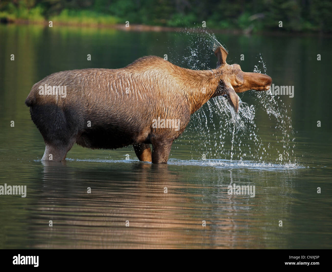 L'orignal canadien, nord-ouest de l'orignal, dans l'ouest de l'orignal (Alces alces andersoni, alces andersoni), femme dans un lac, Canada, Waterton Lakes National Park Banque D'Images