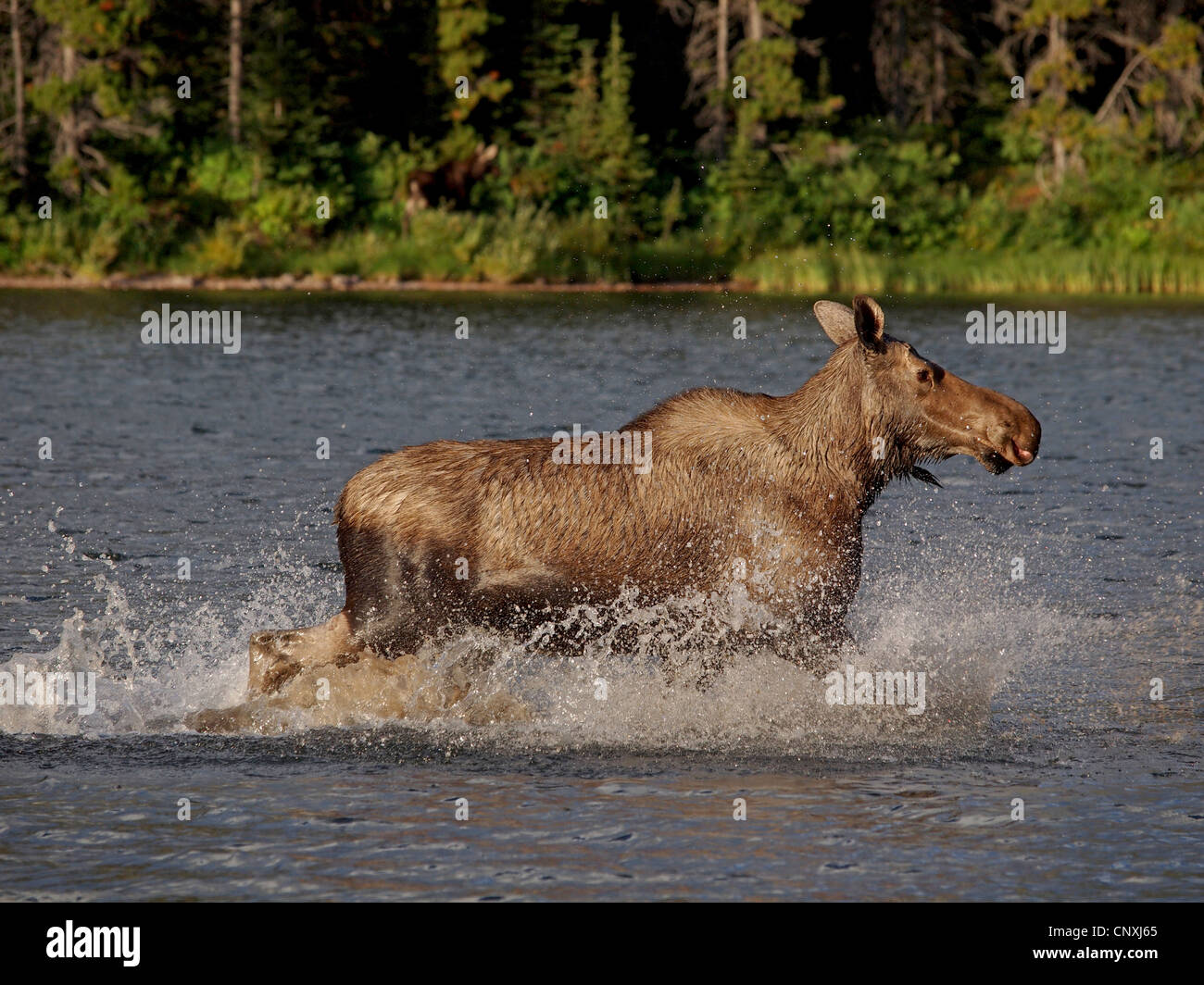 L'orignal canadien, nord-ouest de l'orignal, dans l'ouest de l'orignal (Alces alces andersoni, alces andersoni), femme marche dans un lac, Canada, Waterton Lakes National Park Banque D'Images