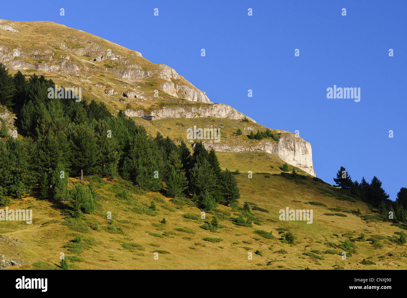 Versant de montagne avec des conifères et des prairies, le Monténégro, Prokletije Banque D'Images