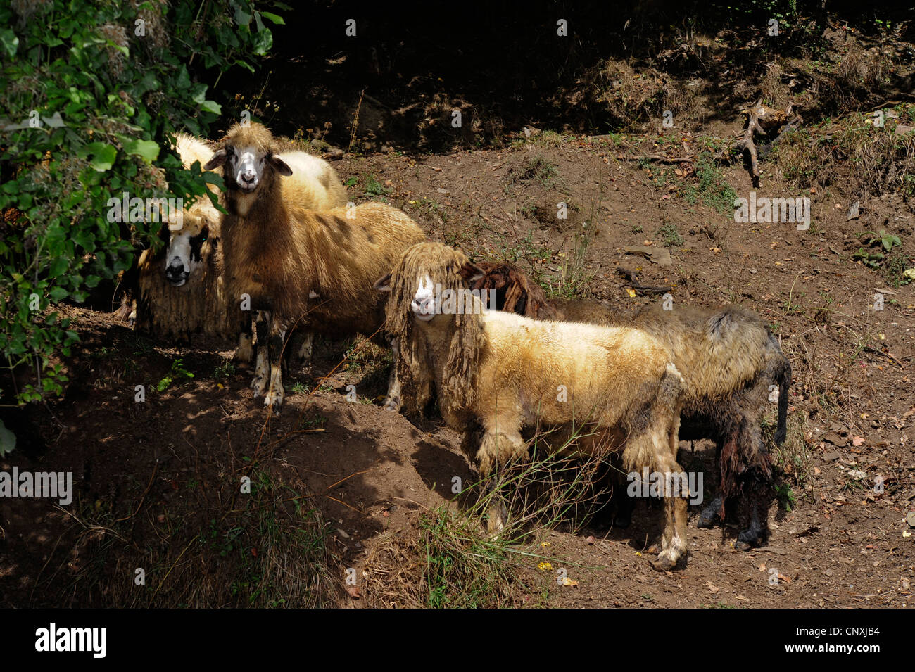 Le mouton domestique (Ovis ammon f. bélier), troupeau de moutons dans une pente du sol, l'un orné avec des dreadlocks, Monténégro, Prokletije Banque D'Images