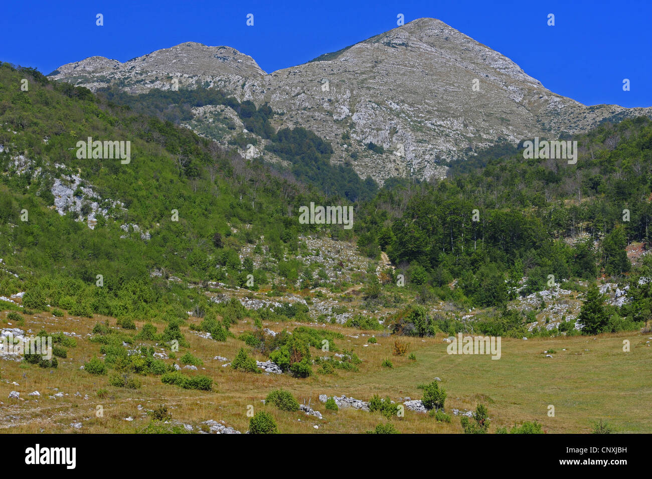 Vue panoramique sur les montagnes de Zurim un pâturage sur une pente boisée au sommet d'une montagne nue, Monténégro, Zurim Banque D'Images