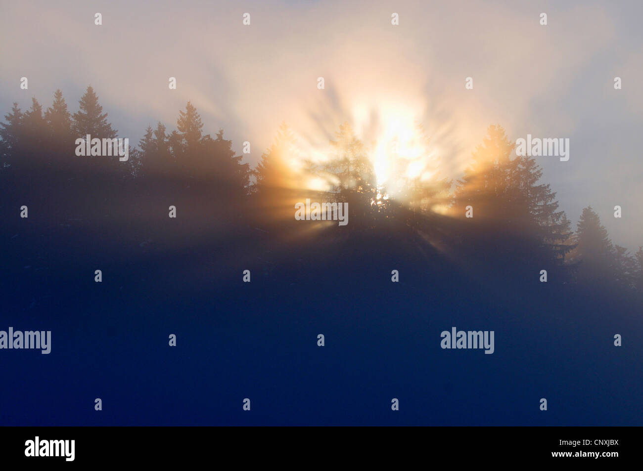 Le lever du soleil sur la forêt d'épinettes dans un matin brumeux, Allemagne Banque D'Images