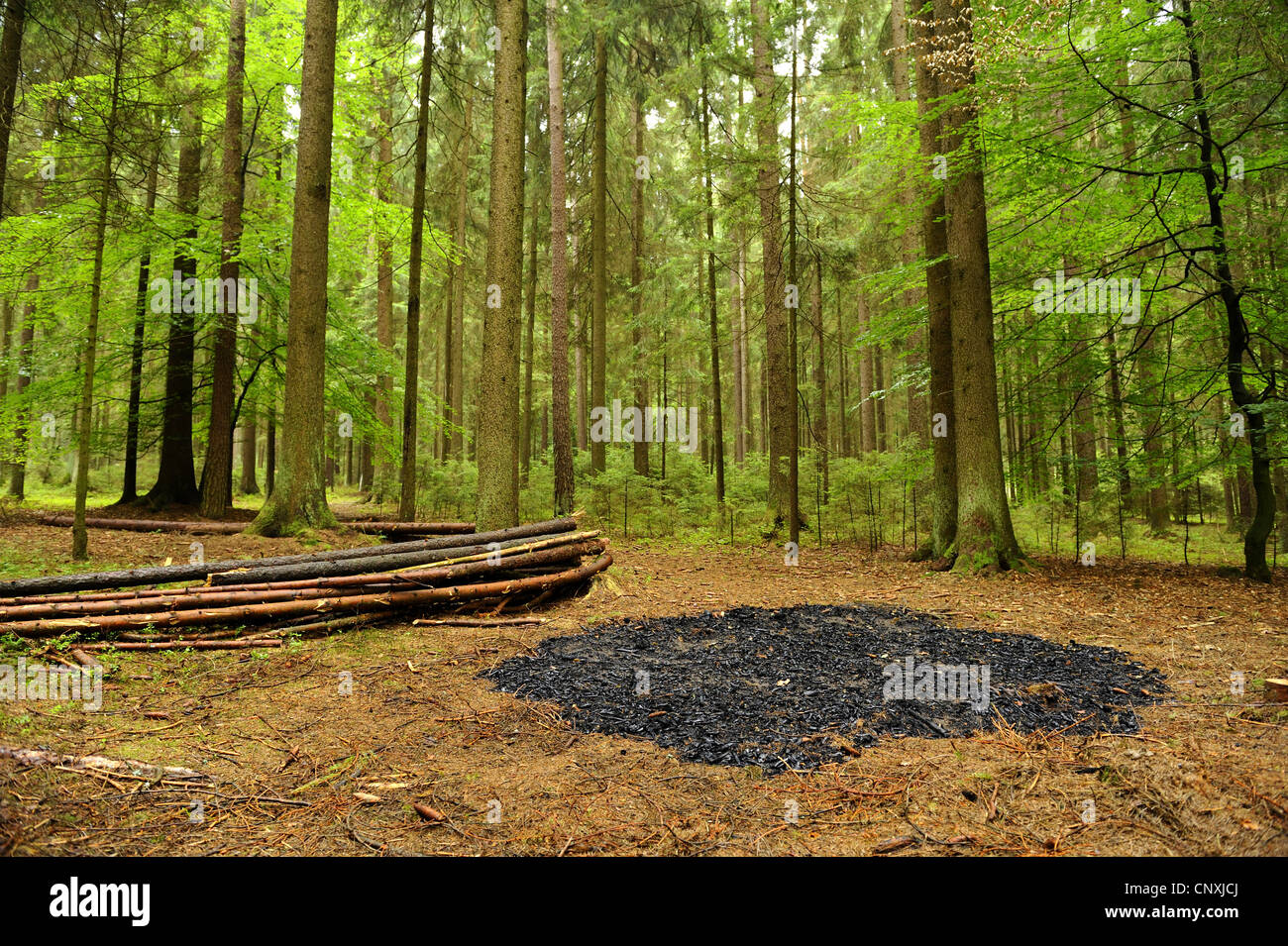 L'épinette de Norvège (Picea abies), cheminée dans une forêt d'épinettes, Allemagne, Bavière, Haut-Palatinat Banque D'Images