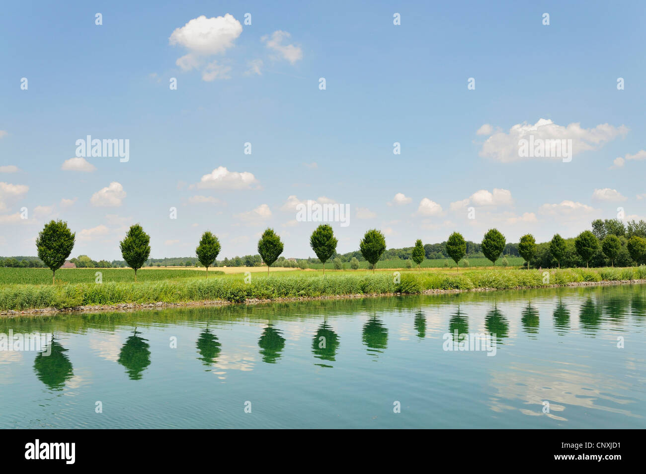 Rangée d'arbres se reflétant dans l'eau, de l'Allemagne Banque D'Images