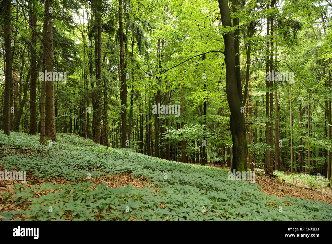 Le mercure du chien (Mercurialis perennis), dans une forêt mixte, Allemagne, Bavière, Haut-Palatinat Banque D'Images