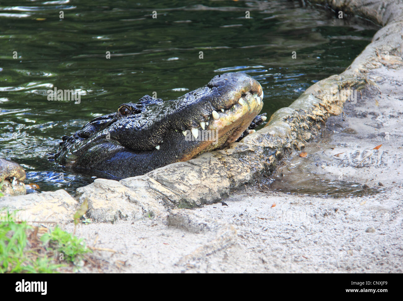 Un alligator sortant de l'eau Banque D'Images
