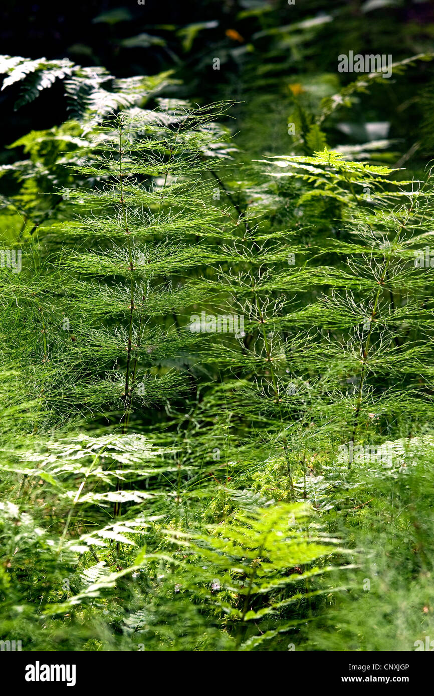 Sylvan prêle, prêle des bois bois, prêle (Equisetum sylvaticum), pousses, Allemagne Banque D'Images