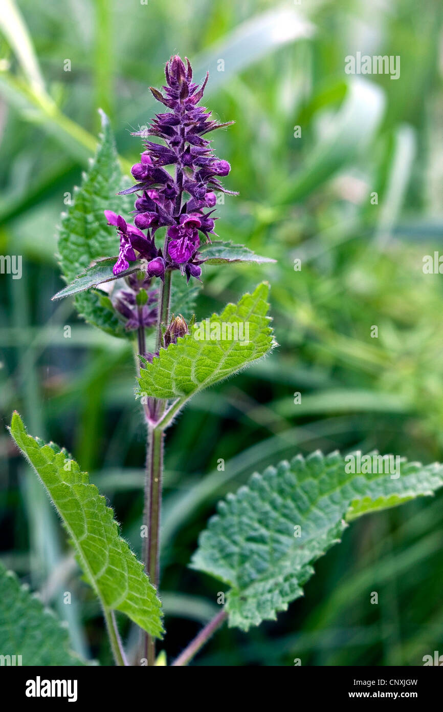 Hedge woundwort whitespot (Stachys sylvatica,), la floraison, Allemagne Banque D'Images