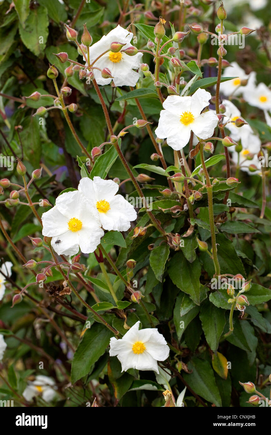 À FEUILLES DE LAURIER (Cistus laurifolius rock rose), blooming Banque D'Images