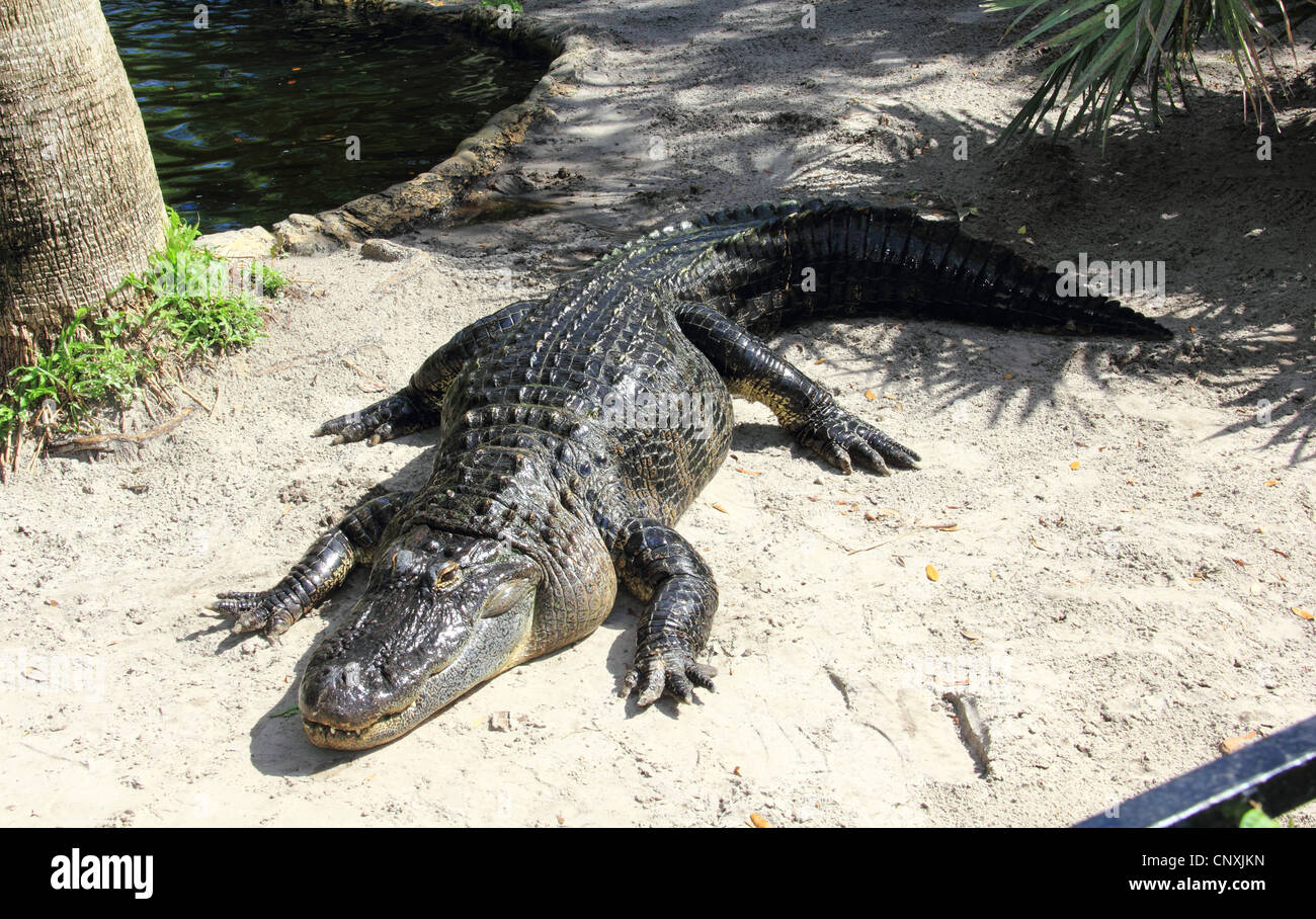 Alligator au soleil Banque D'Images