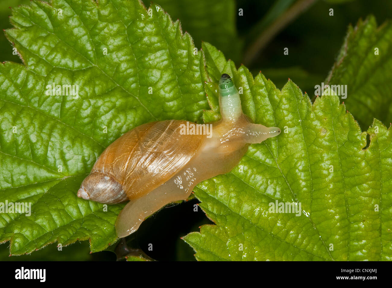 Escargot orange pourrie, grand escargot orange, O. h. kanabensis (Succinea putris européenne), avec l'antenne en parasite Leucochloridium paradoxum, Allemagne Banque D'Images