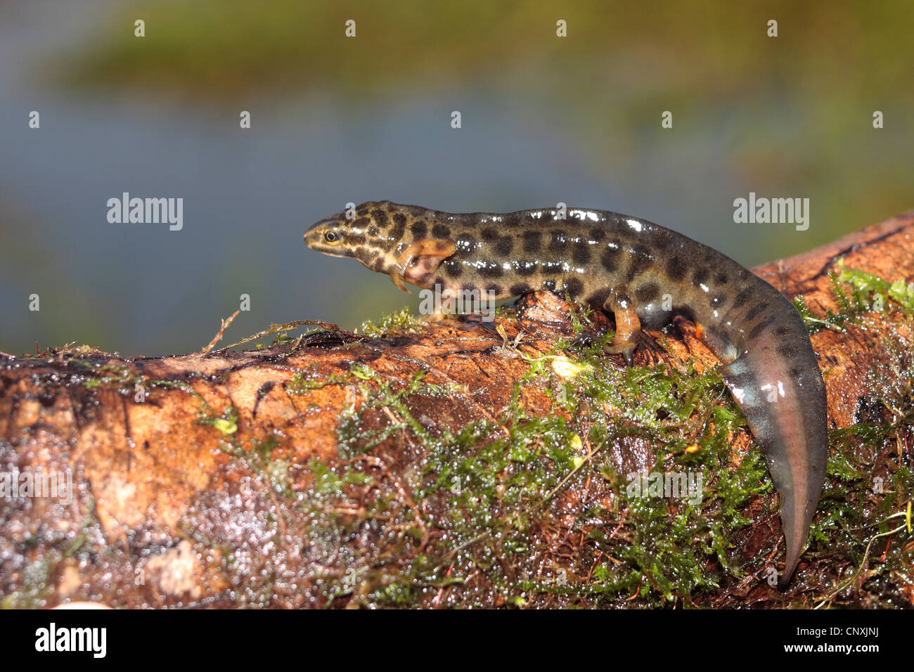 Smooth newt (mâle) Banque D'Images