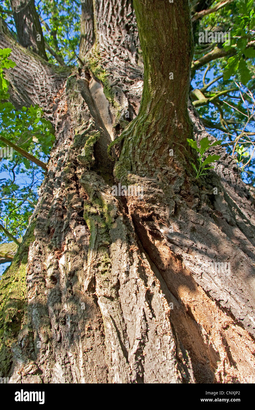 Le chêne commun, le chêne pédonculé, chêne pédonculé (Quercus robur), dégâts causés par la foudre d'un vieux chêne, profonde division dans le tronc de l'arbre, Allemagne Banque D'Images