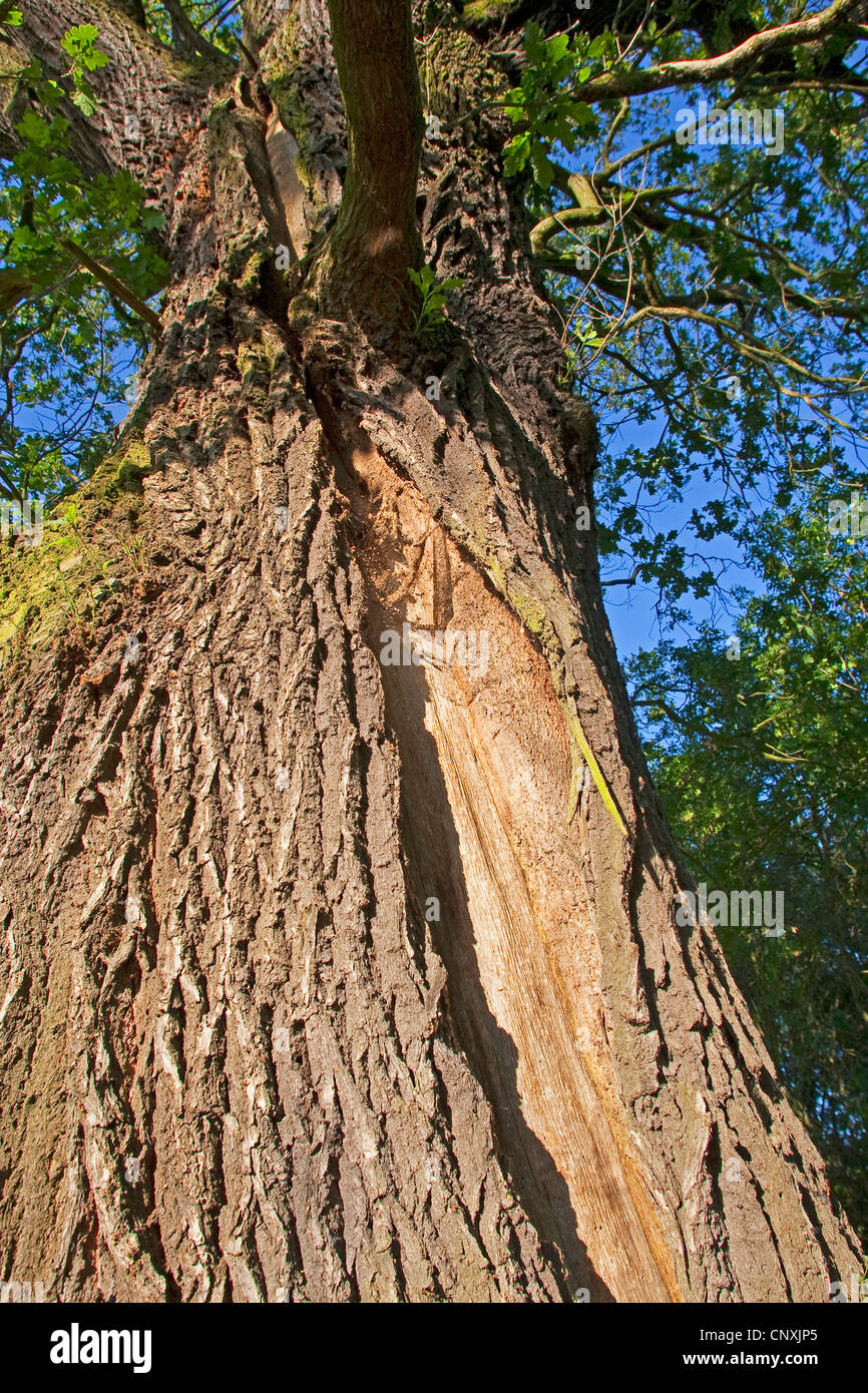 Le chêne commun, le chêne pédonculé, chêne pédonculé (Quercus robur), dégâts causés par la foudre d'un vieux chêne, profonde division dans le tronc de l'arbre, Allemagne Banque D'Images