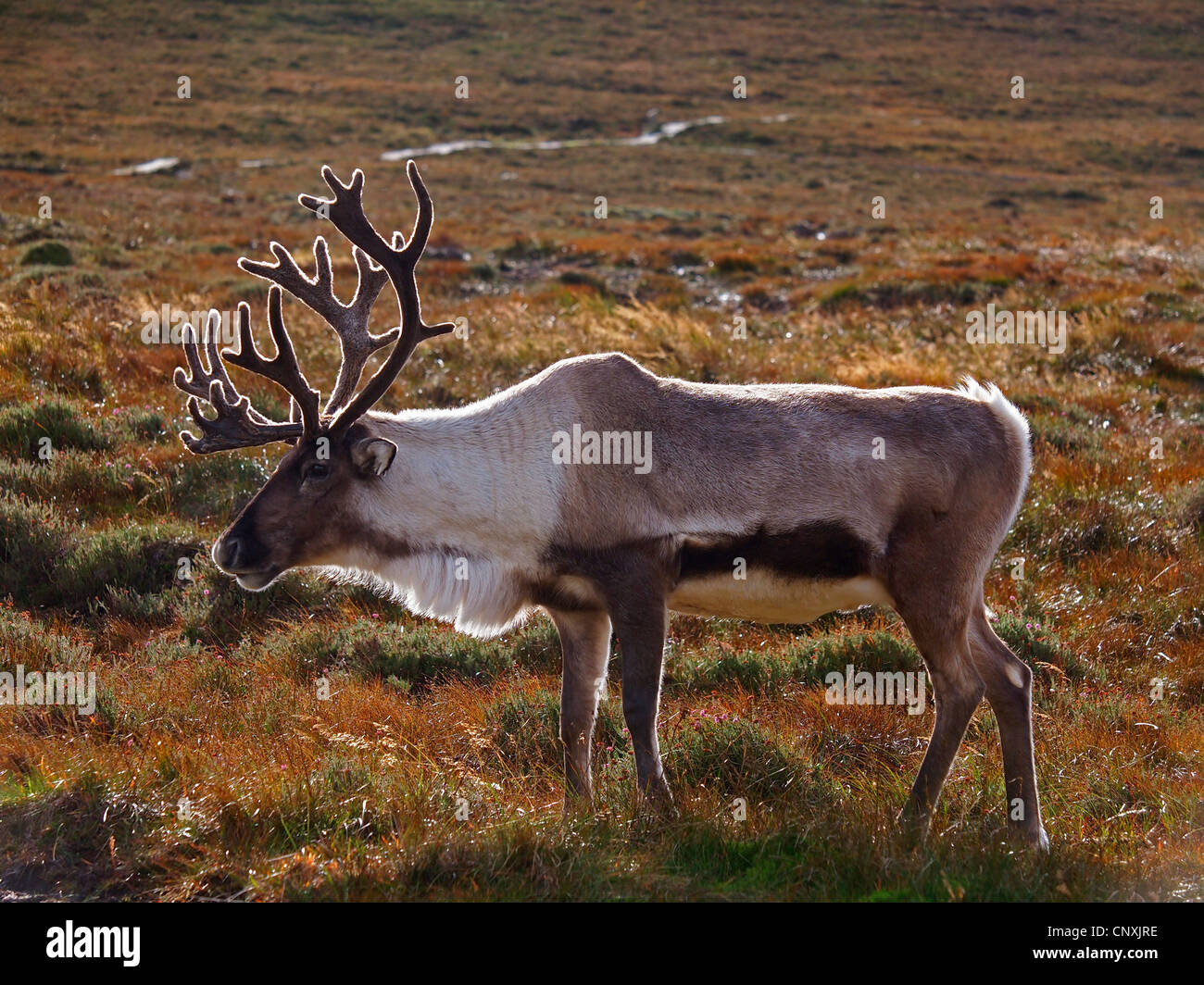 Renne européen, le caribou (Rangifer tarandus tarandus), homme debout dans un Heath, Royaume-Uni, Ecosse, le Parc National de Cairngorms Banque D'Images