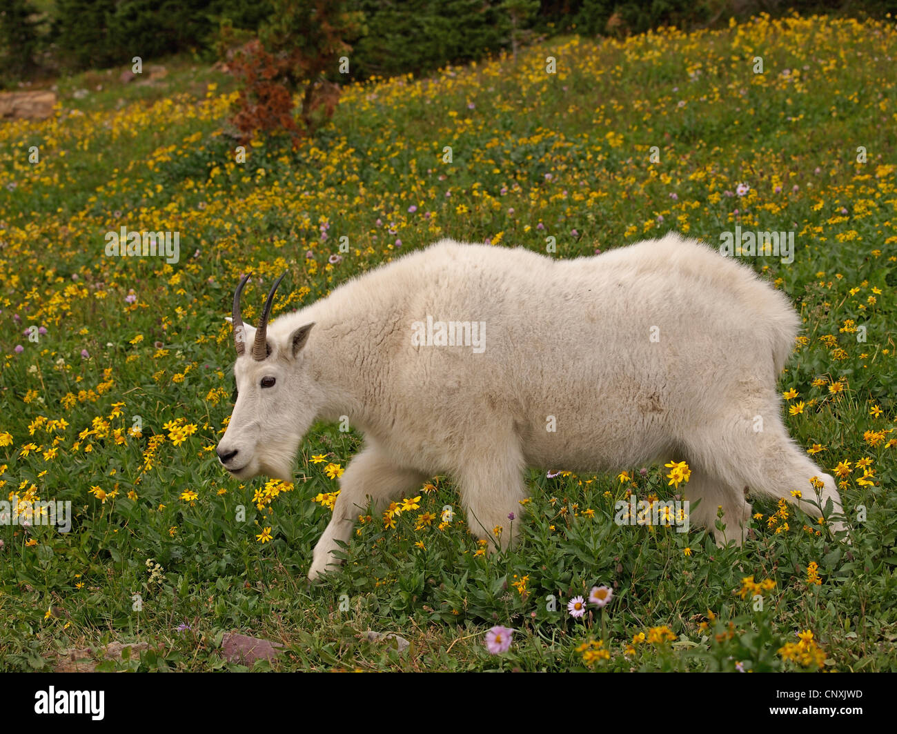 La chèvre de montagne (Oreamnos americanus), marcher dans un pré, USA, Montana, Parc National de Glacier Banque D'Images
