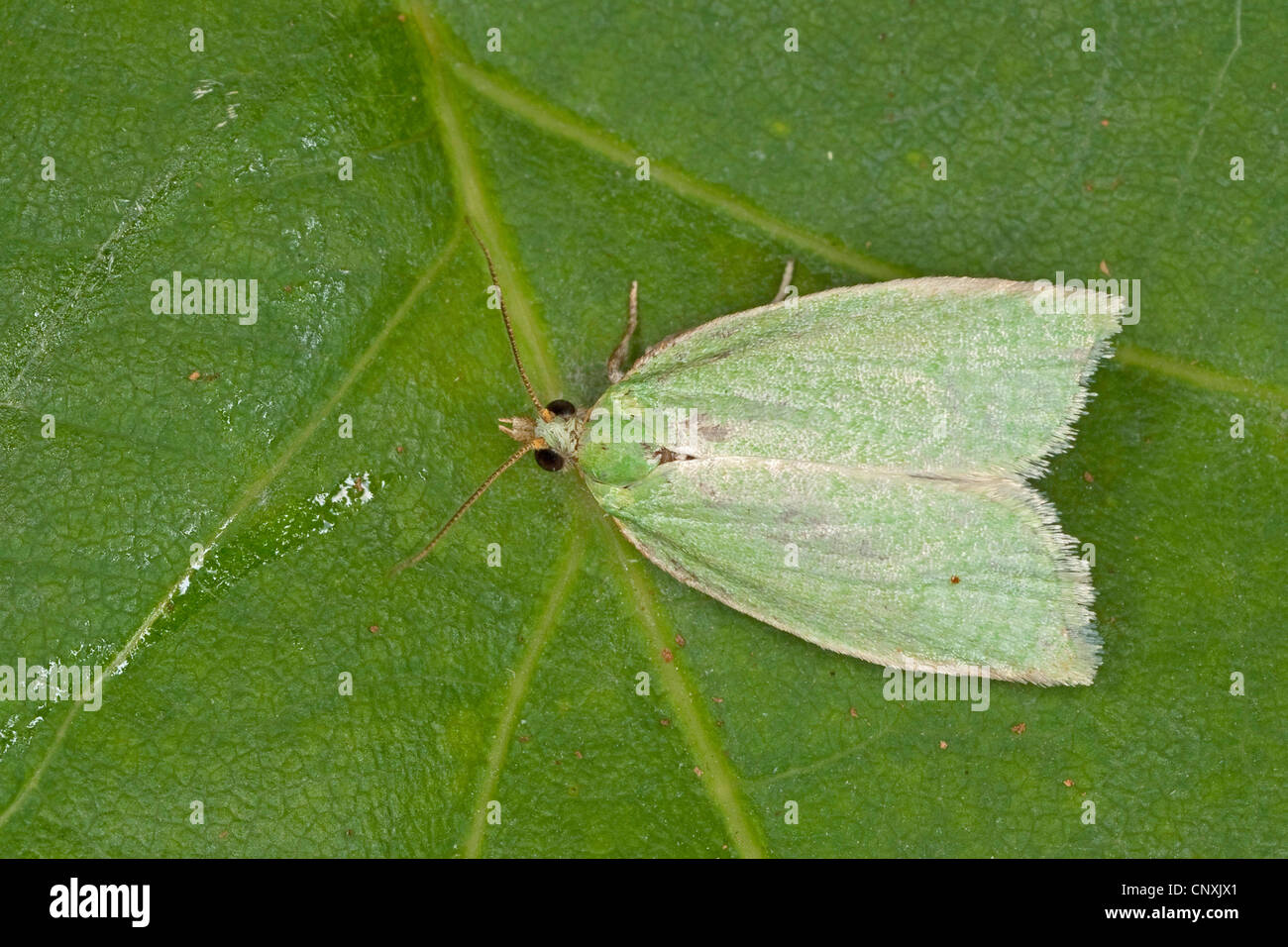 Chêne vert chêne vert, curl, tordeuse à bandes obliques en chêne, chêne vert, chêne à rouleaux (tordeuse Tortrix viridana), assis sur une feuille , Allemagne Banque D'Images