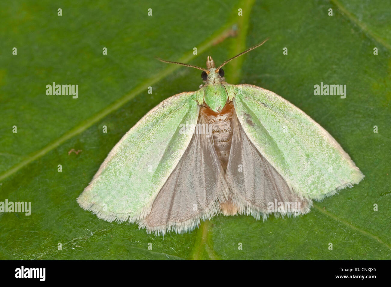 Chêne vert chêne vert, curl, tordeuse à bandes obliques en chêne, chêne vert, chêne à rouleaux (tordeuse Tortrix viridana), assis sur une feuille , Allemagne Banque D'Images