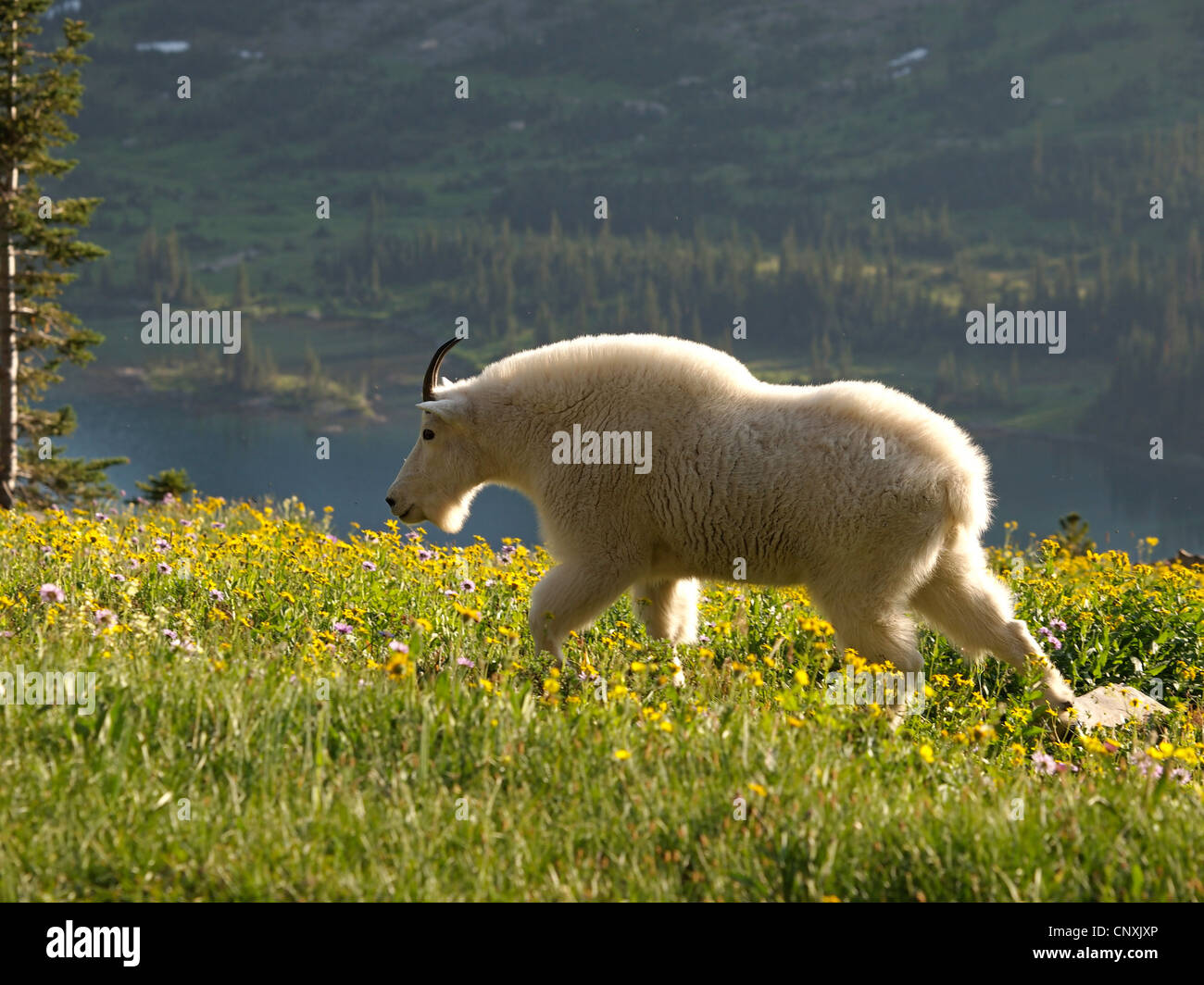 La chèvre de montagne (Oreamnos americanus), marchant sur une prairie de montagne, Glacier, Montana, USA Parc national Banque D'Images
