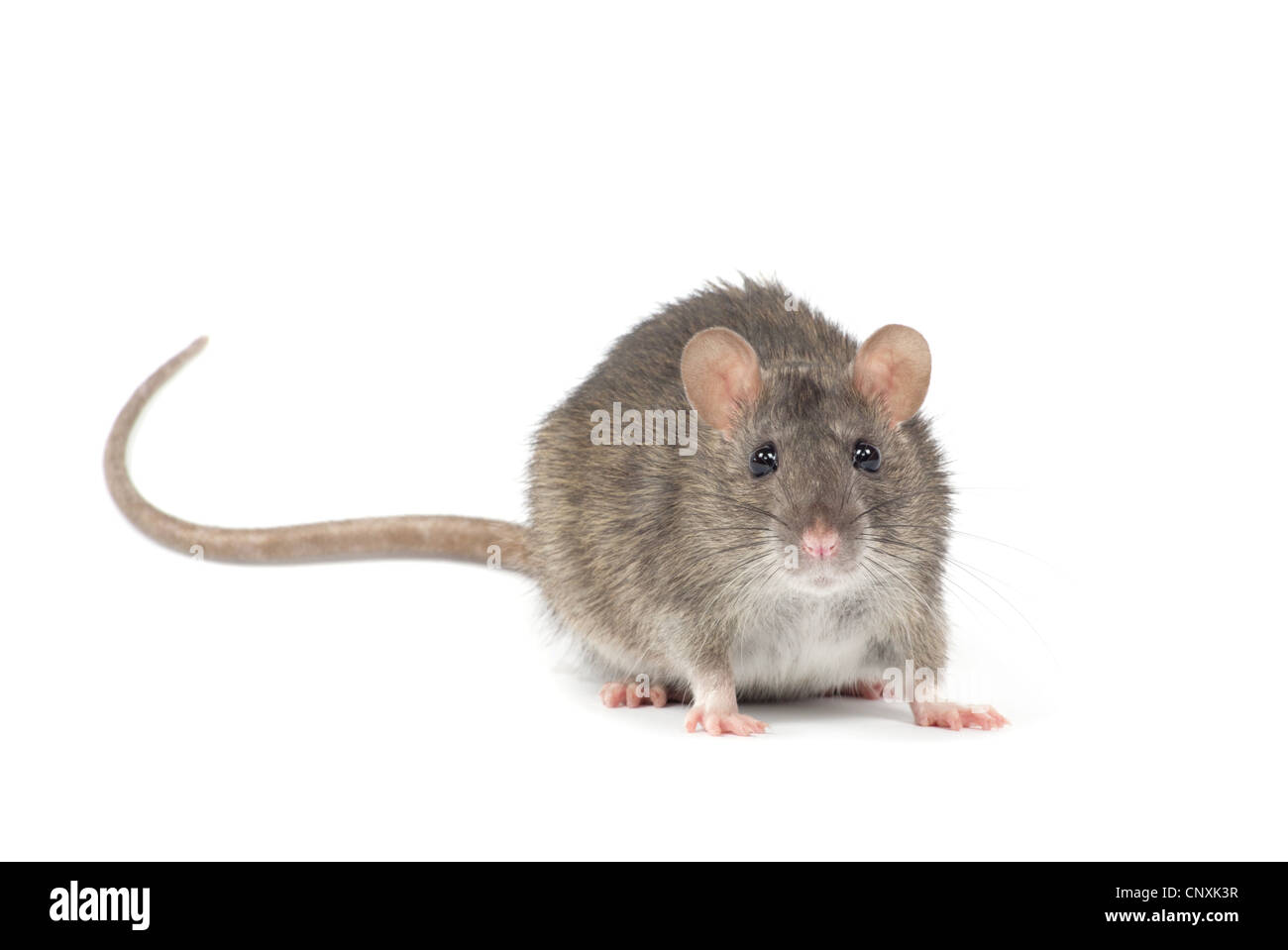 Rat isolé sur fond blanc Banque D'Images