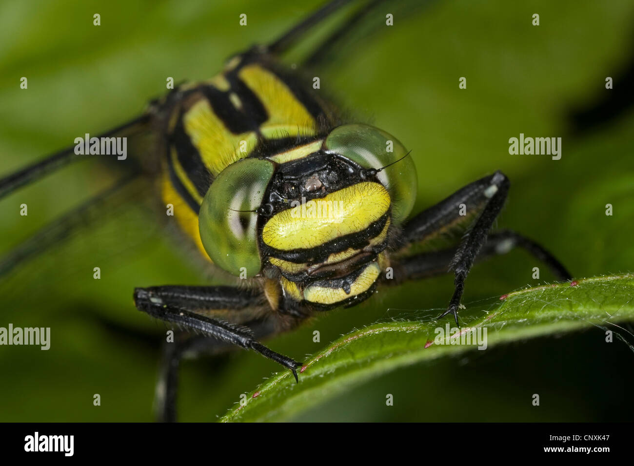 Club-tailed dragonfly (Gomphus vulgatissimus), portrait, Allemagne Banque D'Images