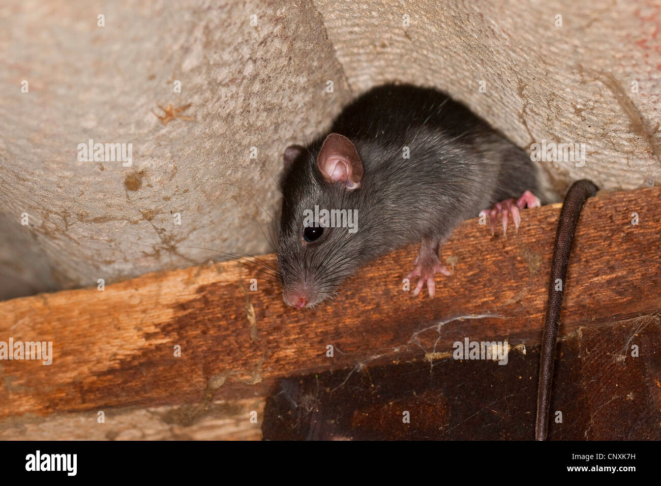 Rat noir, rat noir, rat maison, bateau, rats (Rattus rattus), escalade dans une étable, Allemagne Banque D'Images
