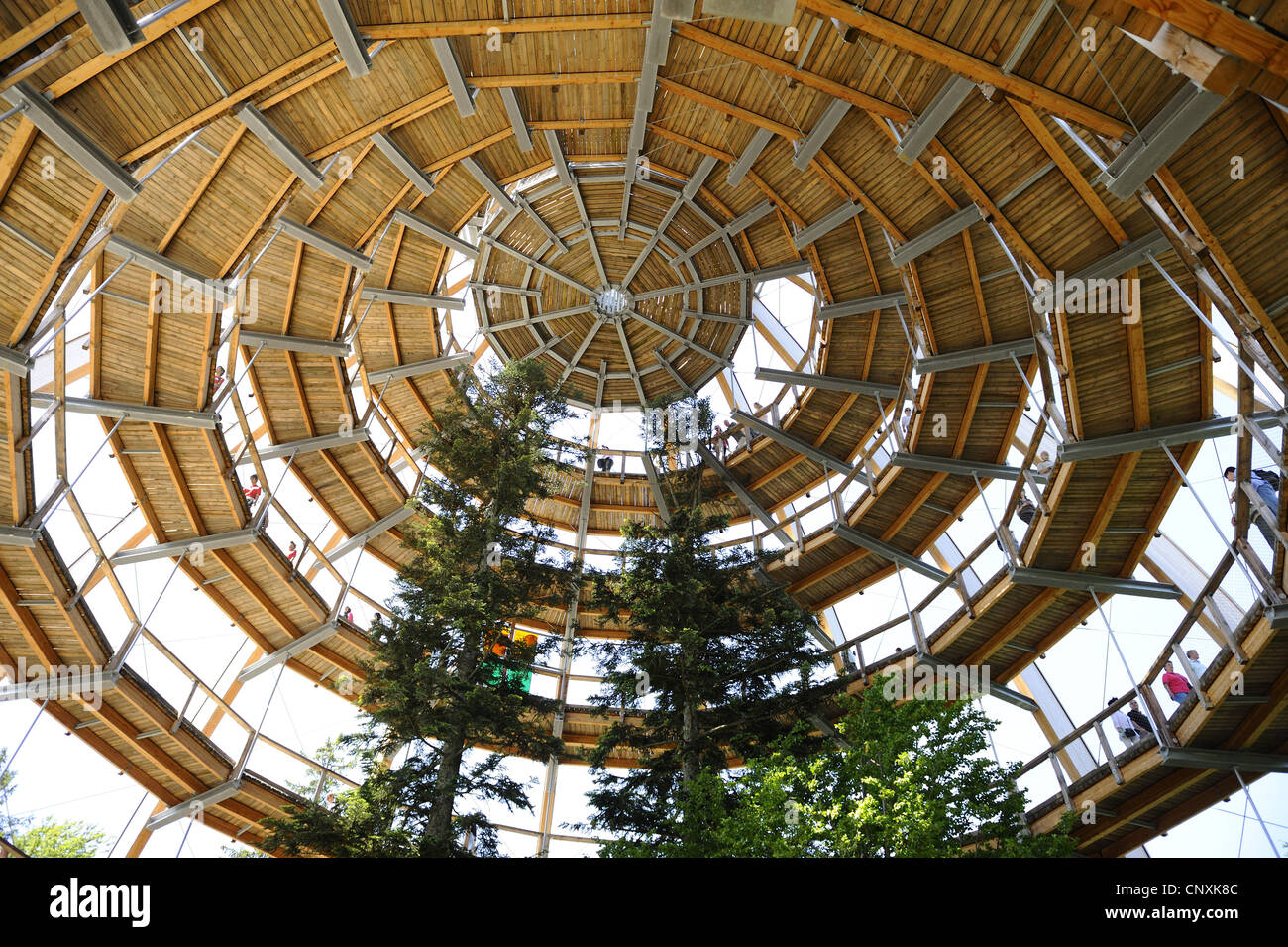 À la recherche de chemin forestier éducatif Bayerischer Wald construit autour de sapins, vue intérieure de la coupole avec ses pieds en spirale-promenade, Allemagne, Bavière, Nationalpark Bayerischer Wald, Neuschoenau Banque D'Images
