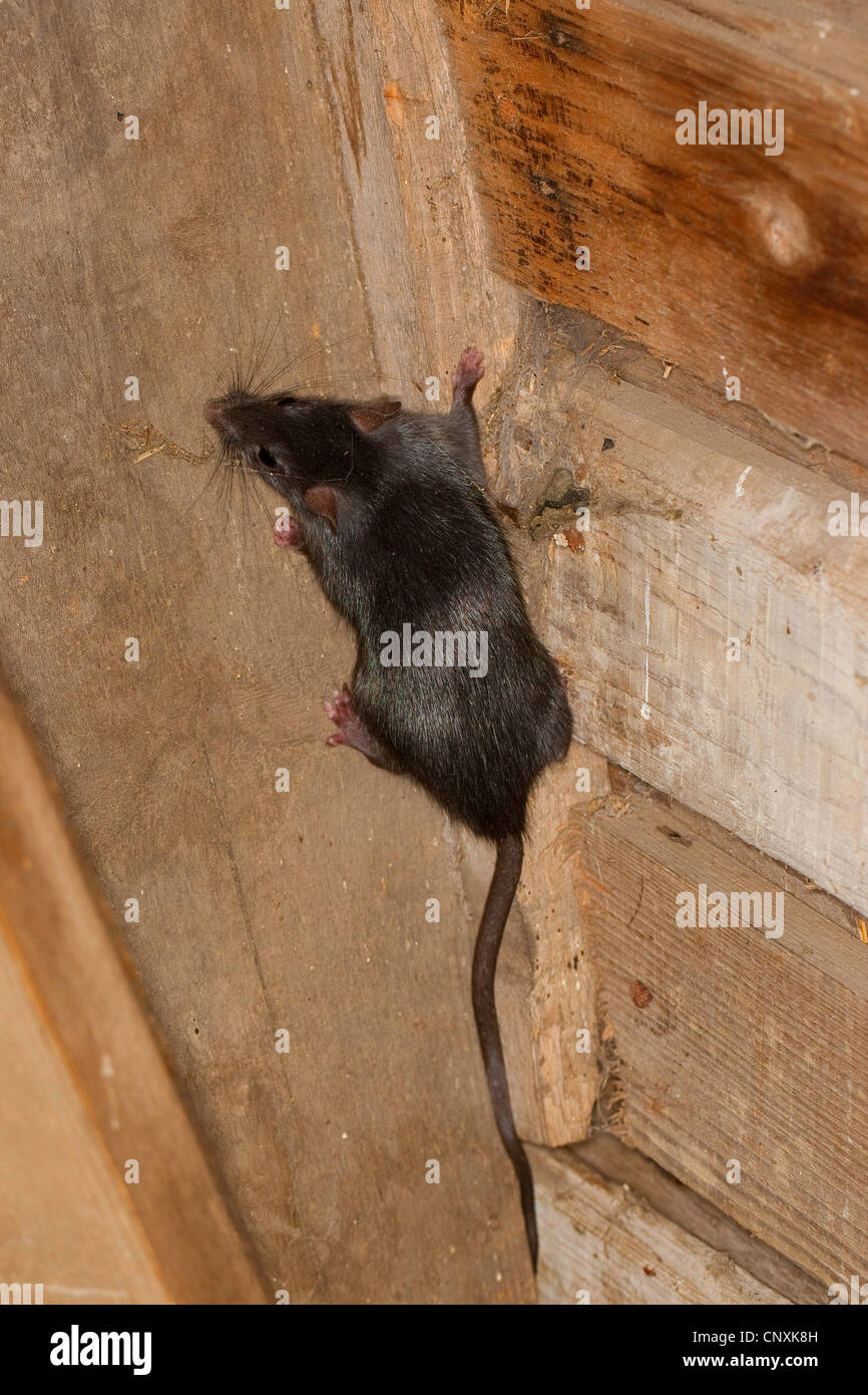 Rat noir, rat noir, rat maison, bateau, rats (Rattus rattus), escalade dans une étable, Allemagne Banque D'Images