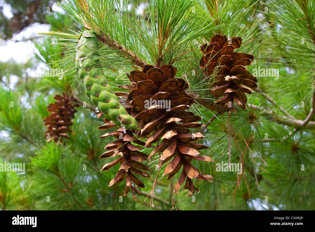 Pin macédonienne, Balkan Pine (Pinus peuce), cônes sur un arbre Banque D'Images