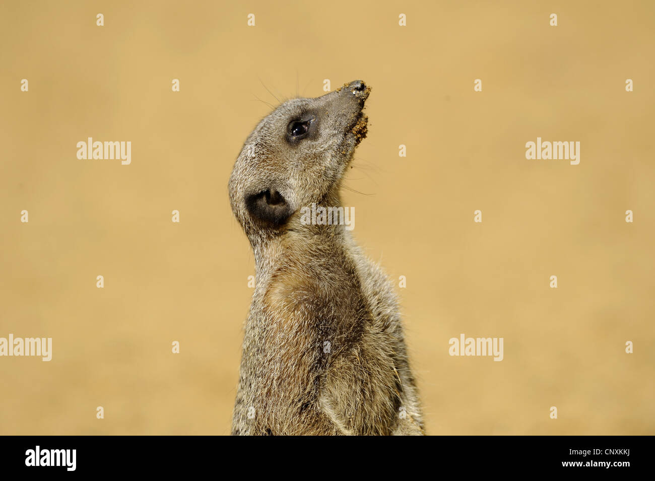 À queue fine, suricate (Suricata suricatta) suricates, comité permanent jusqu'à errected Banque D'Images