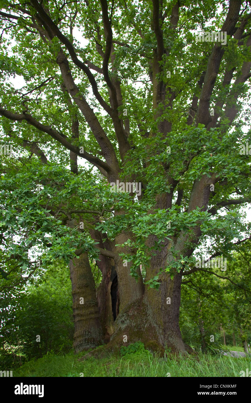 Chêne (Quercus spec.), 'Bruedereiche' dans Friesack, Allemagne, Brandenburg, Havelland Banque D'Images
