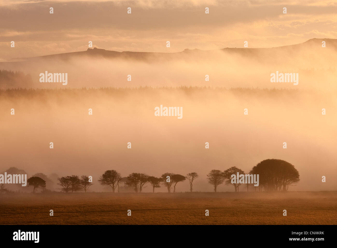 La lande couverte de brume au lever du soleil, près de Powdermills, Dartmoor, dans le Devon, Angleterre. L'automne (octobre) 2011. Banque D'Images