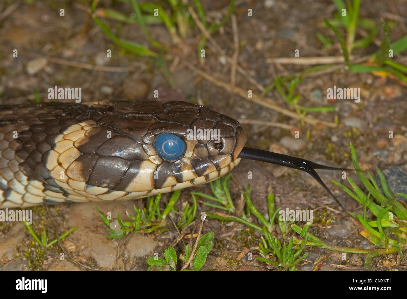 Couleuvre à collier (Natrix natrix), d'effleurement juste avant coulage de la peau, avec l'Allemagne, l'élève sourd Banque D'Images